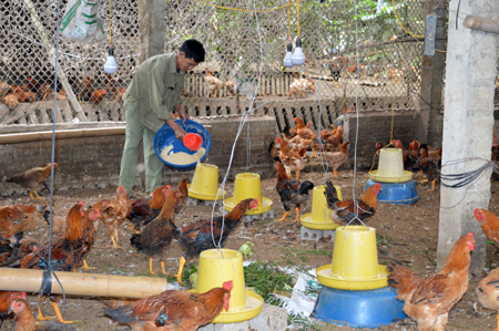 Ông Nguyễn Văn Môn ở thôn Sân Bay chăm sóc đàn gà.